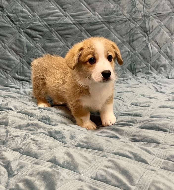 Собаки в других городах Московской области: Мальчик 3 Мальчик, 50 000 руб. - фото 1