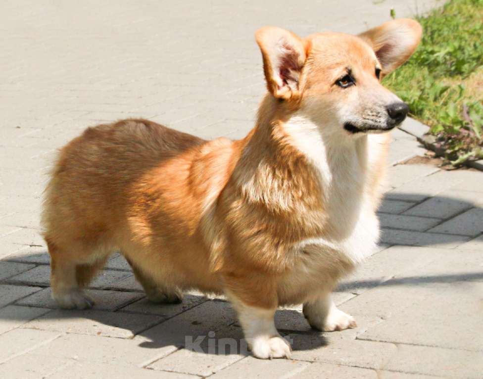 Собаки в Самаре: Девочка Элисия Спарк Девочка, 50 000 руб. - фото 5