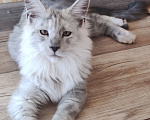 Кошки в других городах Ленинградской области: Мейн Кун котенок Мальчик, 35 000 руб. - фото 4