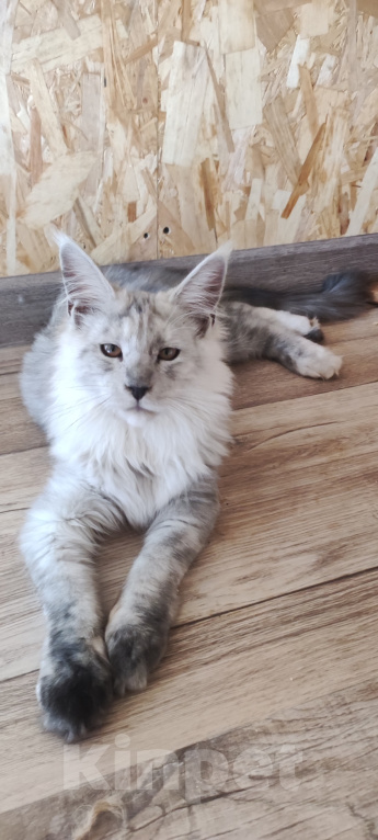 Кошки в других городах Ленинградской области: Мейн Кун котенок Мальчик, 35 000 руб. - фото 4