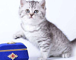 Кошки в Иркутске: Продам чистокровного британского котёнка. Девочка, 20 000 руб. - фото 6