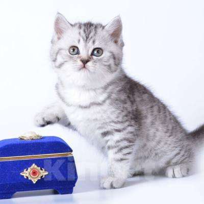 Кошки в Иркутске: Продам чистокровного британского котёнка. Девочка, 20 000 руб. - фото 6