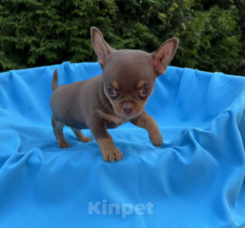 Собаки в Москве: Шоколадные чихуахуа Мальчик, 65 000 руб. - фото 6