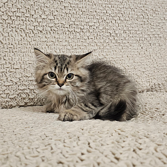 британские котята