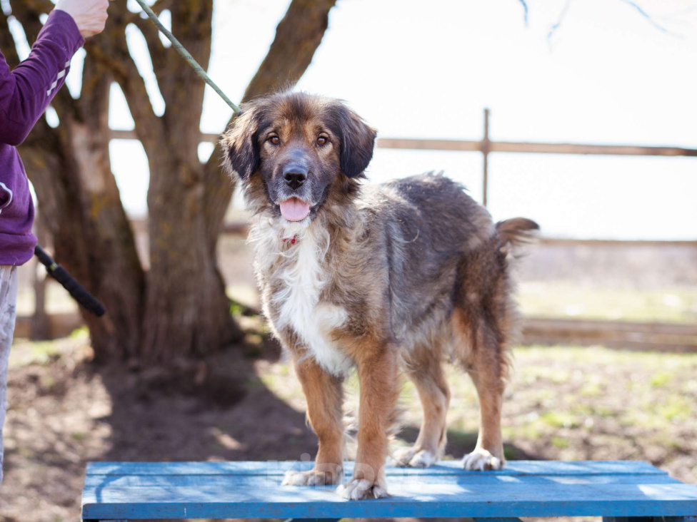 Собаки в Москве: Метис спаниеля Девочка, Бесплатно - фото 9
