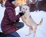 Собаки в Москве: Маленькая собачка в добрые руки Девочка, Бесплатно - фото 5