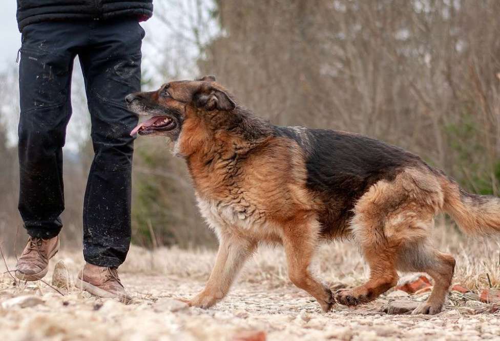 Собаки в Москве: Пожилая немецкая овчарка Шейла в приюте. Забирайте скорее домой Девочка, Бесплатно - фото 2
