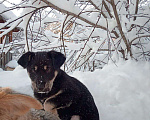 Собаки в Кемерово: Я ищу домик Мальчик, 50 руб. - фото 2