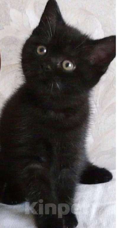 Кошки в Жуковском: Котята Девочка, 1 500 руб. - фото 2