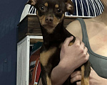 Собаки в Сочи: Той терьер 1 год в добрые руки Мальчик, Бесплатно - фото 2