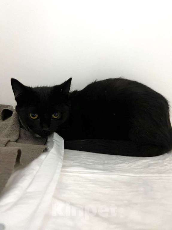 Кошки в Москве: Маленький чёрный котенок в добрые руки 🆘️ Срочный поиск дома Мальчик, Бесплатно - фото 2