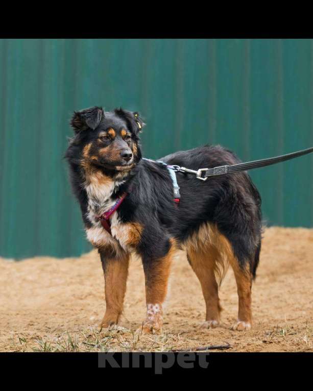 Собаки в других городах Московской области: Юная небольшая Марли ищет дом Девочка, Бесплатно - фото 2