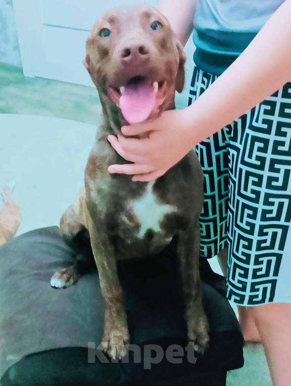 Собаки в Шахте: Питбуль девочки  Девочка, 20 000 руб. - фото 9