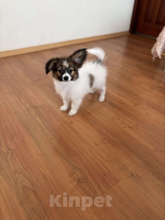 Собаки в Москве: Кукольный мальчик папильона, Бруно  Мальчик, 50 000 руб. - фото 5