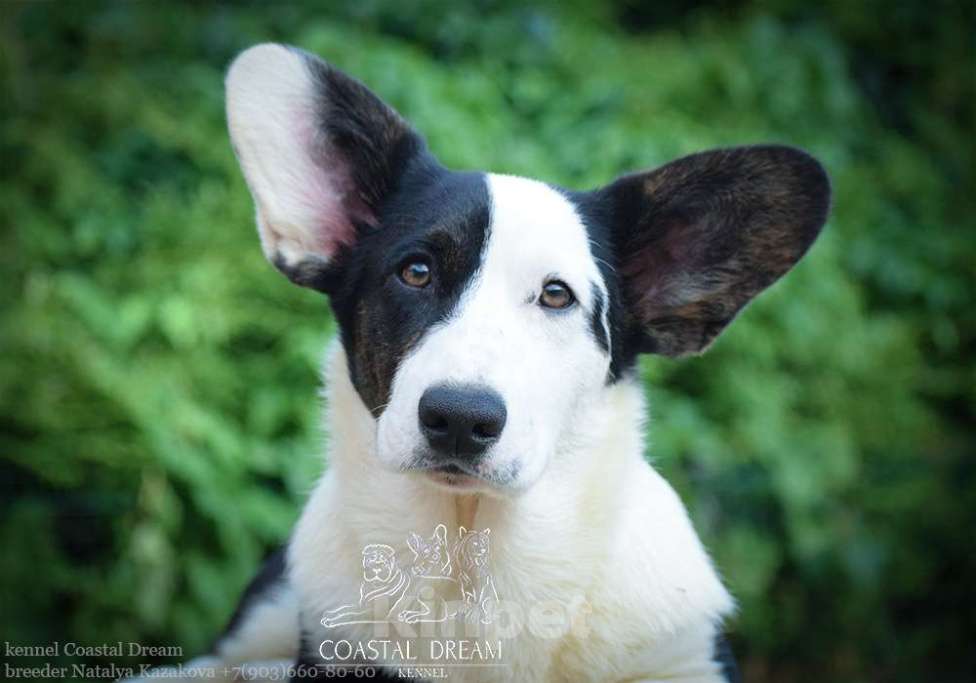 Собаки в Москве: Вельш корги кардиган (девочка) Девочка, 40 000 руб. - фото 4