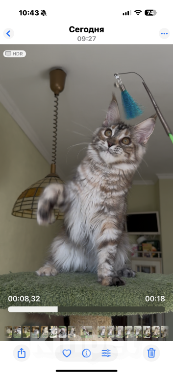 Кошки в Санкт-Петербурге: КАРСМЕЛЬКА Девочка, 45 000 руб. - фото 5