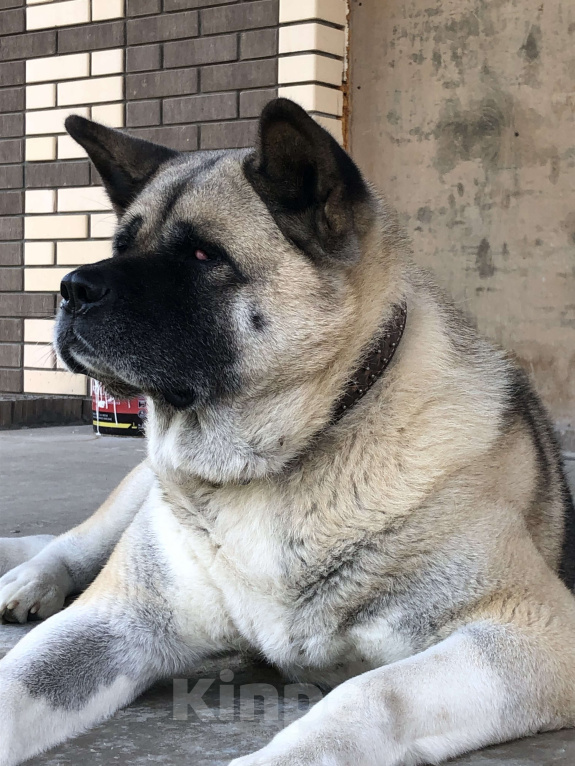 Собаки в других городах Тульской области: Потерялась собака  Девочка, 1 000 руб. - фото 2