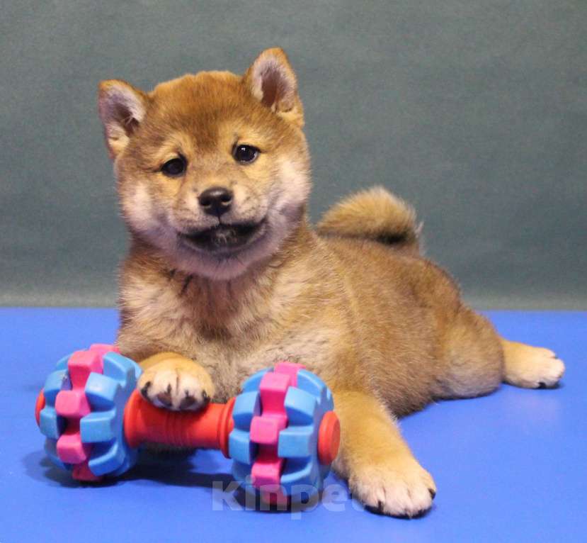 Собаки в Москве: Щенки сиба ину Мальчик, 40 000 руб. - фото 4