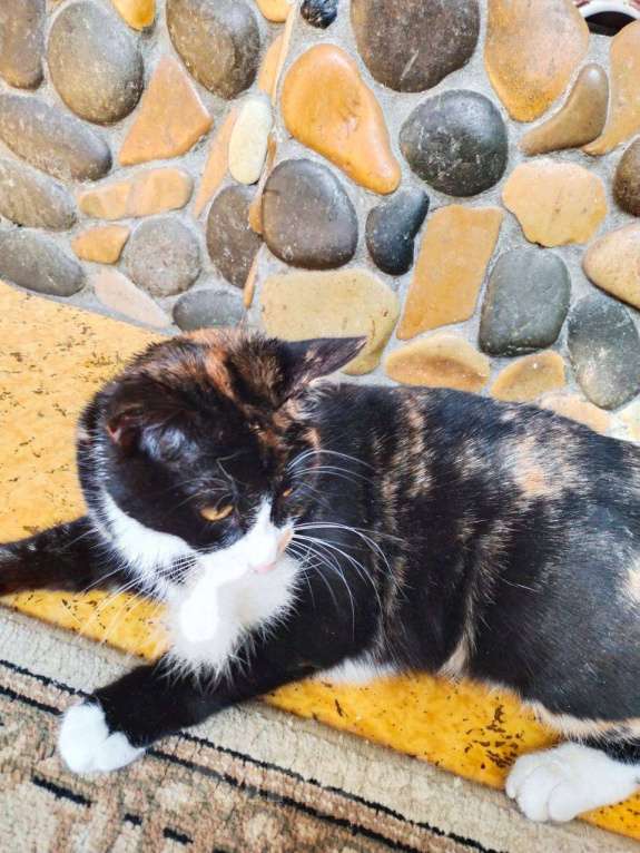 Кошки в Москве: Кошечка домой Девочка, Бесплатно - фото 4