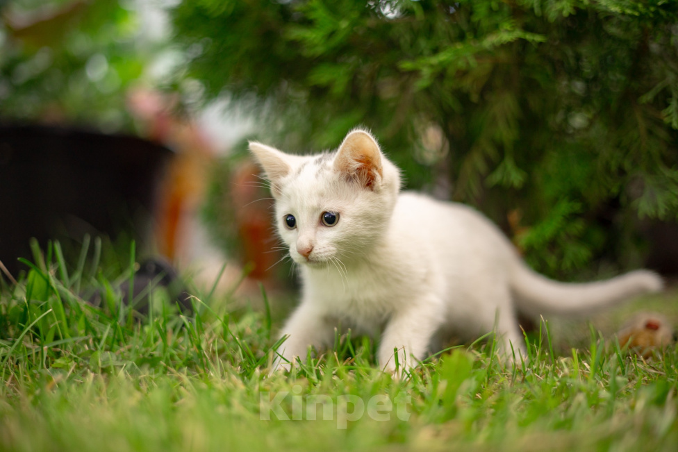 Кошки в Подольске: Белая девочка в добрые руки Девочка, Бесплатно - фото 3