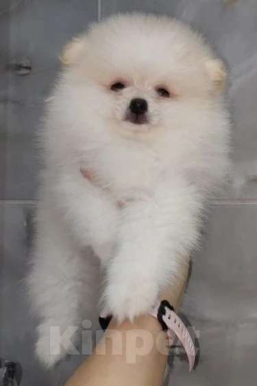 Собаки в Пензе: Померанский шпиц девочка Девочка, 32 000 руб. - фото 1