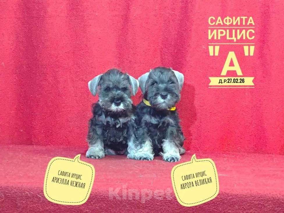 Собаки в других городах Омской области: Щенок цвергшнауцера перец с солью Девочка, 60 руб. - фото 1