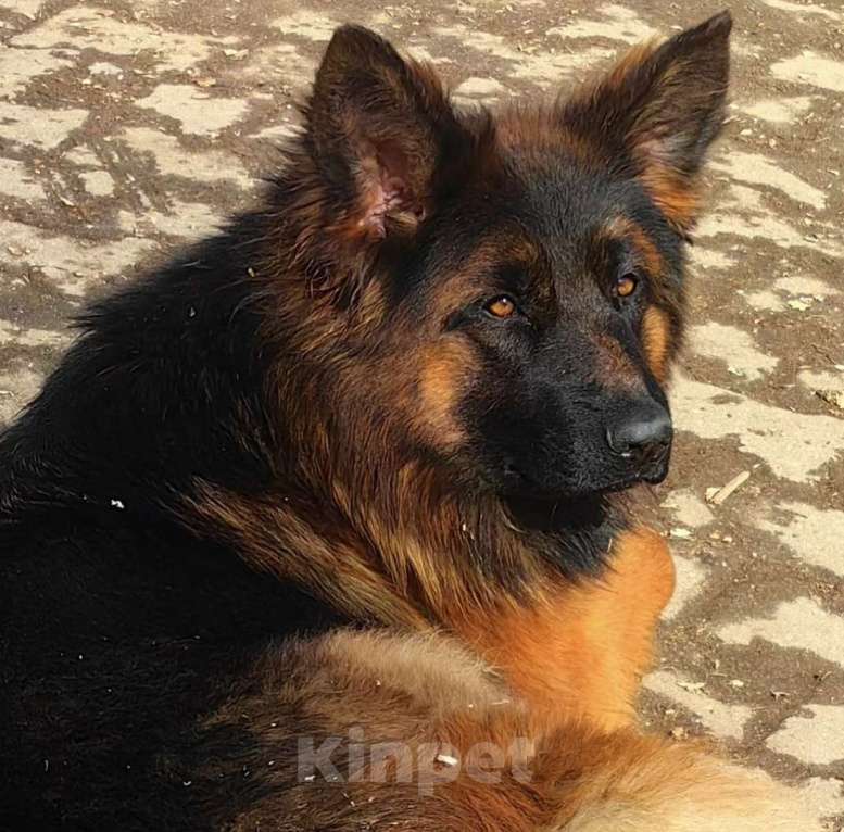 Собаки в Москве: Элитные щенки немецкой овчарки длиношерстные Мальчик, 55 000 руб. - фото 7