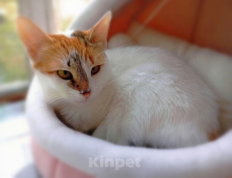 Кошки в Зеленодольске: Отдам в добрые руки Девочка, Бесплатно - фото 4