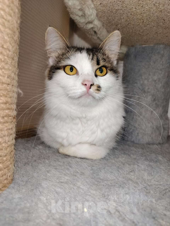 Кошки в Москве: Кася. Кассандра. Кассиопея! Девочка, Бесплатно - фото 2