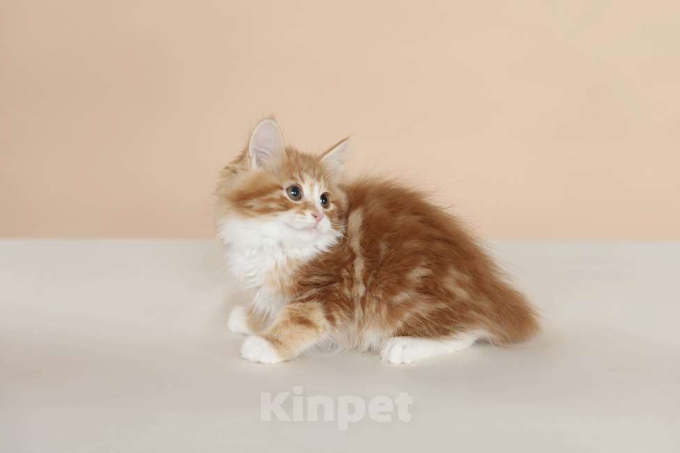 Кошки в Серпухове: Хлопок Русские Цветы Курильский Бобтейл Мальчик, 55 000 руб. - фото 6