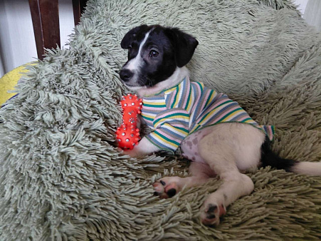 Красивый щенок от мелкой собачки