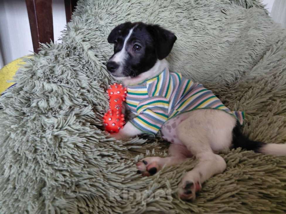 Собаки в Санкт-Петербурге: Красивый щенок от мелкой собачки Мальчик, Бесплатно - фото 2
