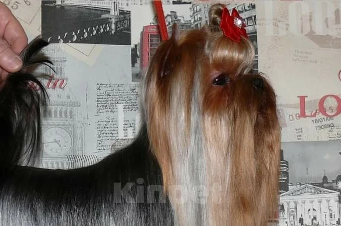 Собаки в Москве: Йорк вязка Мальчик, 7 000 руб. - фото 4