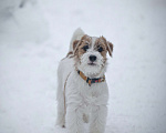 Собаки в других городах Московской области: Джек рассел терьер Девочка, 65 000 руб. - фото 5