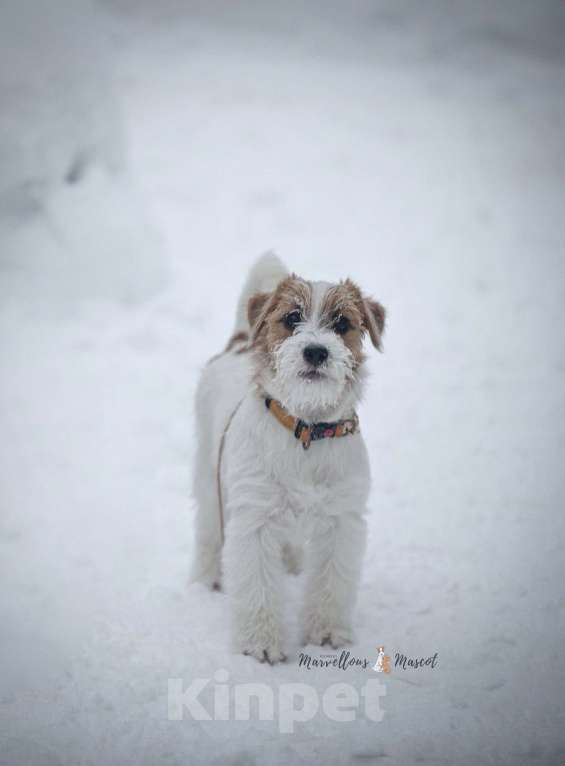 Собаки в других городах Московской области: Джек рассел терьер Девочка, 65 000 руб. - фото 5