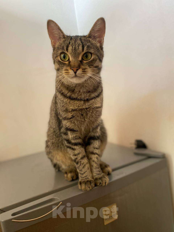 Кошки в Москве: Фёдор - кот мечты Мальчик, Бесплатно - фото 4