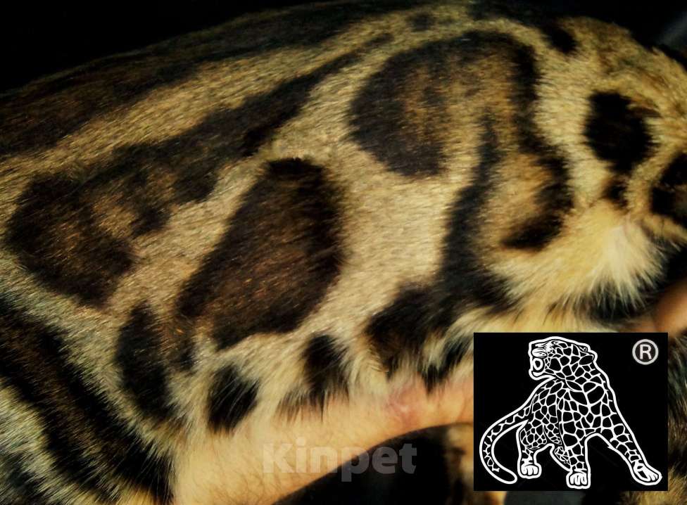 Кошки в Петропавловске-Камчатском: Бенгальский котенок. ШОУ класс Девочка, Бесплатно - фото 3