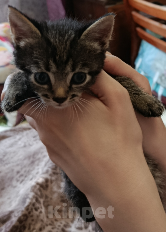 Кошки в Воронеже: Котёнок в добрые руки Мальчик, Бесплатно - фото 3