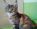Кошки в Арзамасе: Мейн-кун котята, 8 000 руб. - фото 4