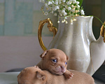 Собаки в Санкт-Петербурге: Шоколадно-соболиная девчонка Девочка, 25 000 руб. - фото 2