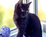 Кошки в Москве: Черный золотоглазый котенок Буся в дар Девочка, Бесплатно - фото 2