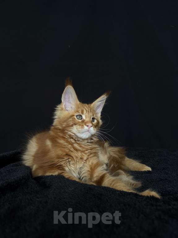 Кошки в Москве: Мейн-кун котенок Мальчик, 60 000 руб. - фото 3