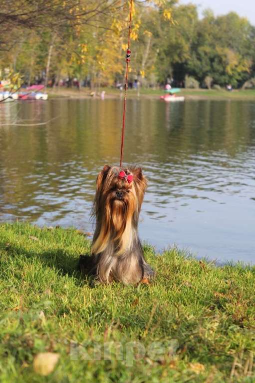 Собаки в Иркутске: Йоркширский терьер мини Девочка, 75 000 руб. - фото 2