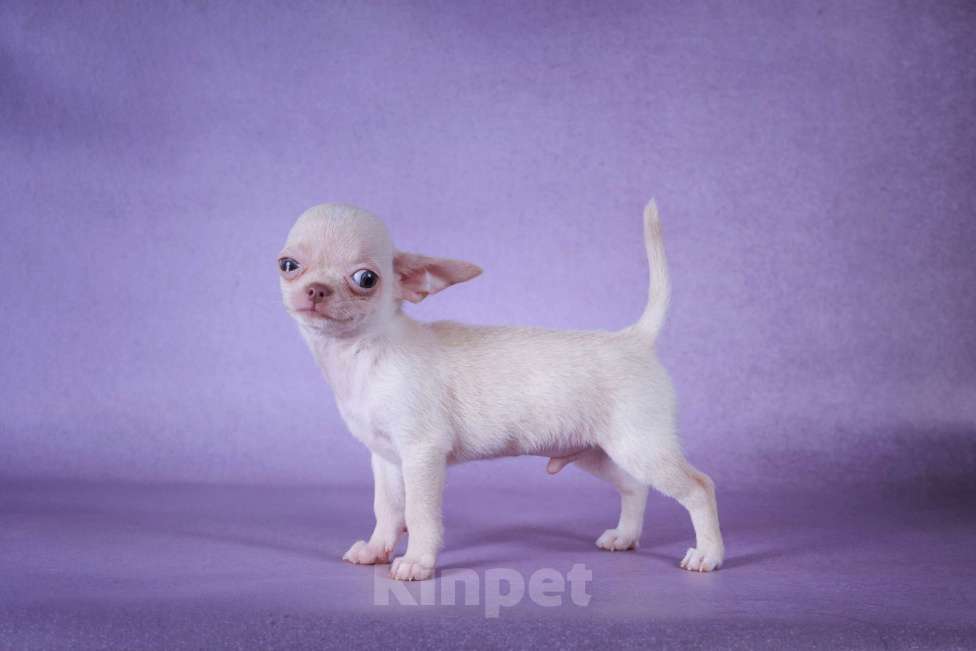 Собаки в Москве: Сладкий Зефирчик Мальчик, 50 000 руб. - фото 2