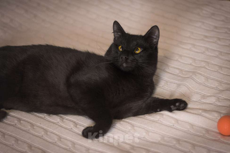 Кошки в Москве: Косоглазый черный котик в добрые руки Мальчик, Бесплатно - фото 7