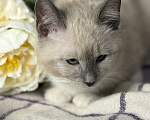 Кошки в Сосновом Бору: Котенок Мия Девочка, 3 500 руб. - фото 6