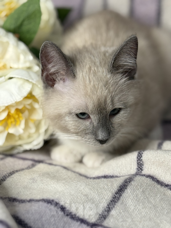 Кошки в Сосновом Бору: Котенок Мия Девочка, 3 500 руб. - фото 6