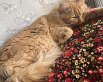 Кошки в Санкт-Петербурге: ищу доброго хозяина доброй кошке Девочка, Бесплатно - фото 5