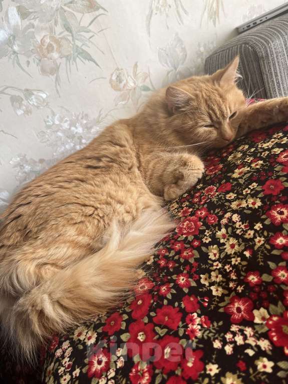 Кошки в Санкт-Петербурге: ищу доброго хозяина доброй кошке Девочка, Бесплатно - фото 5