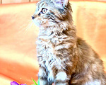 Кошки в Челябинске: КОТЕНОК МЕЙН-КУН ДЕВОЧКА Девочка, Бесплатно - фото 6